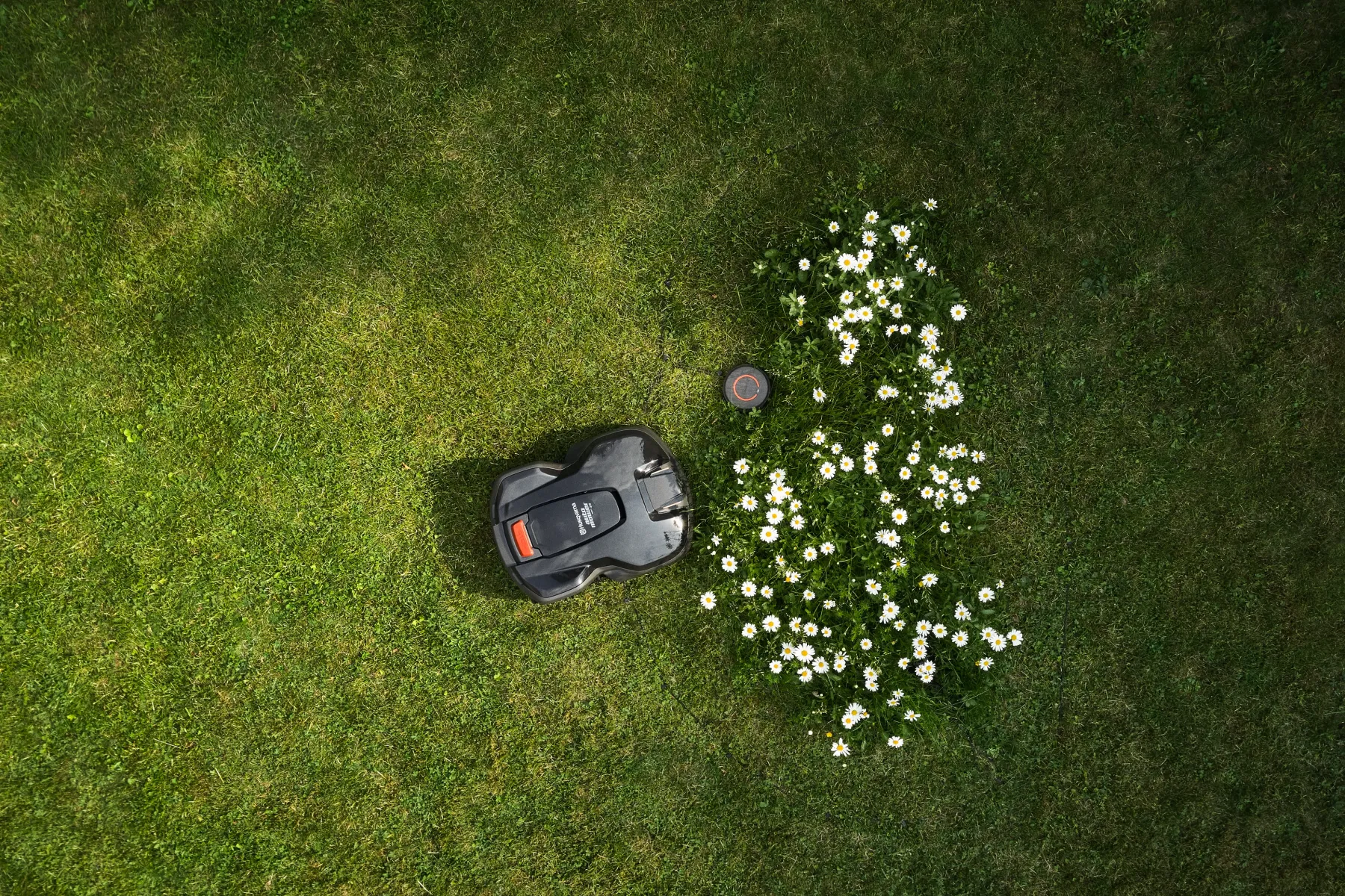 En robotgräsklippare rör sig över en gräsmatta och undviker försiktigt en cirkelformad fläck med blommande vita prästkragar, sett från ovan.
